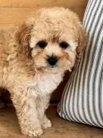 Milo, a male Maltipoo for sale in Hellertown, PA – Photo 2 of 5