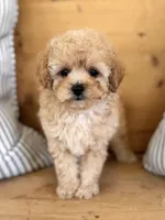 Milo, a male Maltipoo for sale in Hellertown, PA – Photo 5 of 5