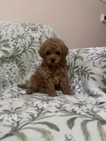 Benny, a male Maltipoo for sale in Hellertown, PA – 5 of 7