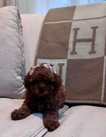 Hashbrown, a female Maltipoo for sale in Hellertown, PA – 2 of 6