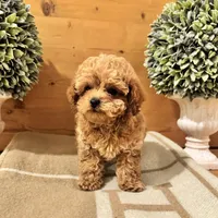 Punchie, a male Maltipoo for sale in Hellertown, PA – Photo 8 of 8