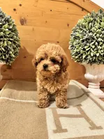 Hermes, a male Maltipoo for sale in Hellertown, PA – Photo 8 of 8