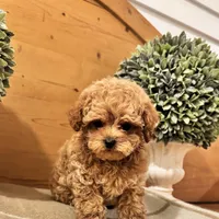 Punchie, a male Maltipoo for sale in Hellertown, PA – Photo 4 of 8