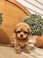 Hermes, a male Maltipoo for sale in Hellertown, PA – Photo 4 of 8