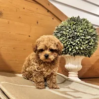 Punchie, a male Maltipoo for sale in Hellertown, PA – Photo 3 of 8