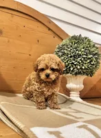 Hermes, a male Maltipoo for sale in Hellertown, PA – Photo 3 of 8