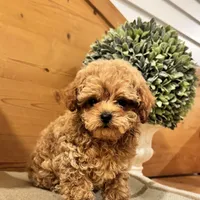 Punchie, a male Maltipoo for sale in Hellertown, PA – Photo 5 of 8