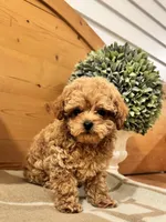 Hermes, a male Maltipoo for sale in Hellertown, PA – Photo 5 of 8