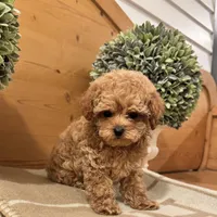 Punchie, a male Maltipoo for sale in Hellertown, PA – Photo 6 of 8