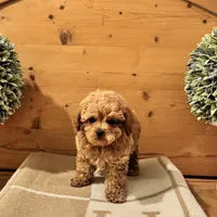 Punchie, a male Maltipoo for sale in Hellertown, PA – Photo 2 of 8