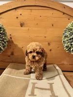 Hermes, a male Maltipoo for sale in Hellertown, PA – Photo 2 of 8