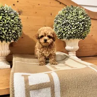 Punchie, a male Maltipoo for sale in Hellertown, PA – Photo 7 of 8