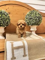 Hermes, a male Maltipoo for sale in Hellertown, PA – Photo 7 of 8