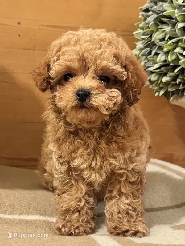 Hermes, a male Maltipoo for sale in Hellertown, PA – Photo 1 of 8
