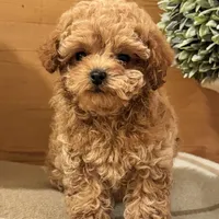 Punchie, a male Maltipoo for sale in Hellertown, PA – Photo 1 of 8