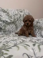 Benny, a male Maltipoo for sale in Hellertown, PA – 6 of 7