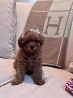 Hashbrown, a female Maltipoo for sale in Hellertown, PA – 5 of 6