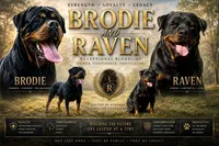 Grizz, a male Rottweiler for sale in Colmesneil, TX – 2 of 2