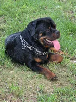 Bear, a male Rottweiler for sale in Colmesneil, TX – 1 of 1