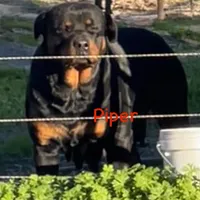 A-B-C-D, a  Rottweiler for sale in Colmesneil, TX – Photo 5 of 10