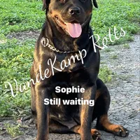 A-B-C-D, a  Rottweiler for sale in Colmesneil, TX – Photo 8 of 10