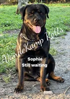 A-B-C-D, a  Rottweiler for sale in Colmesneil, TX – Photo 8 of 10