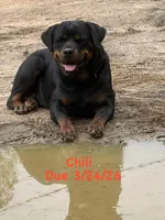 A-B-C-D, a  Rottweiler for sale in Colmesneil, TX – Photo 9 of 10