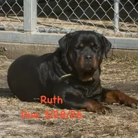 A-B-C-D, a  Rottweiler for sale in Colmesneil, TX – Photo 3 of 10