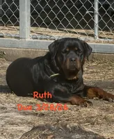 A-B-C-D, a  Rottweiler for sale in Colmesneil, TX – Photo 3 of 10