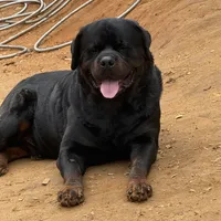 A-B-C-D, a  Rottweiler for sale in Colmesneil, TX – Photo 10 of 10