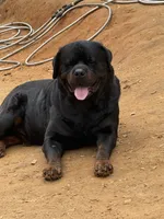 A-B-C-D, a  Rottweiler for sale in Colmesneil, TX – Photo 10 of 10