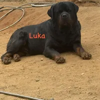 A-B-C-D, a  Rottweiler for sale in Colmesneil, TX – Photo 1 of 10