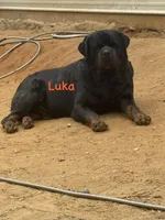 A-B-C-D, a  Rottweiler for sale in Colmesneil, TX – Photo 1 of 10