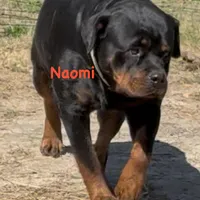 A-B-C-D, a  Rottweiler for sale in Colmesneil, TX – Photo 4 of 10