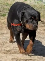 A-B-C-D, a  Rottweiler for sale in Colmesneil, TX – Photo 4 of 10