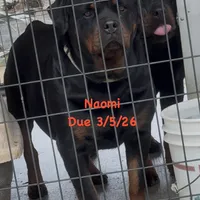 A-B-C-D, a  Rottweiler for sale in Colmesneil, TX – Photo 2 of 10