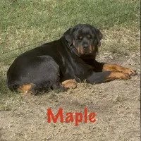 A-B-C-D, a  Rottweiler for sale in Colmesneil, TX – Photo 6 of 10