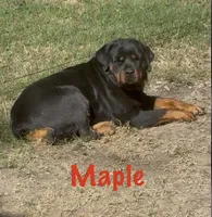 A-B-C-D, a  Rottweiler for sale in Colmesneil, TX – Photo 6 of 10