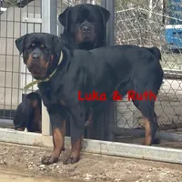 A-B-C-D, a  Rottweiler for sale in Colmesneil, TX – Photo 7 of 10