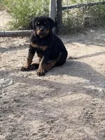 EVE, a female Rottweiler for sale in Colmesneil, TX – Photo 4 of 10