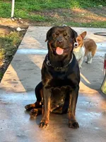 EVE, a female Rottweiler for sale in Colmesneil, TX – Photo 7 of 10