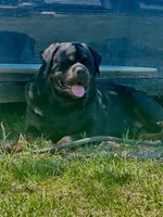 EVE, a female Rottweiler for sale in Colmesneil, TX – Photo 10 of 10