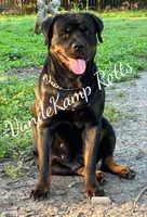 EVE, a female Rottweiler for sale in Colmesneil, TX – Photo 8 of 10