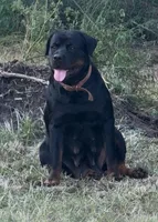 EVE, a female Rottweiler for sale in Colmesneil, TX – Photo 5 of 10