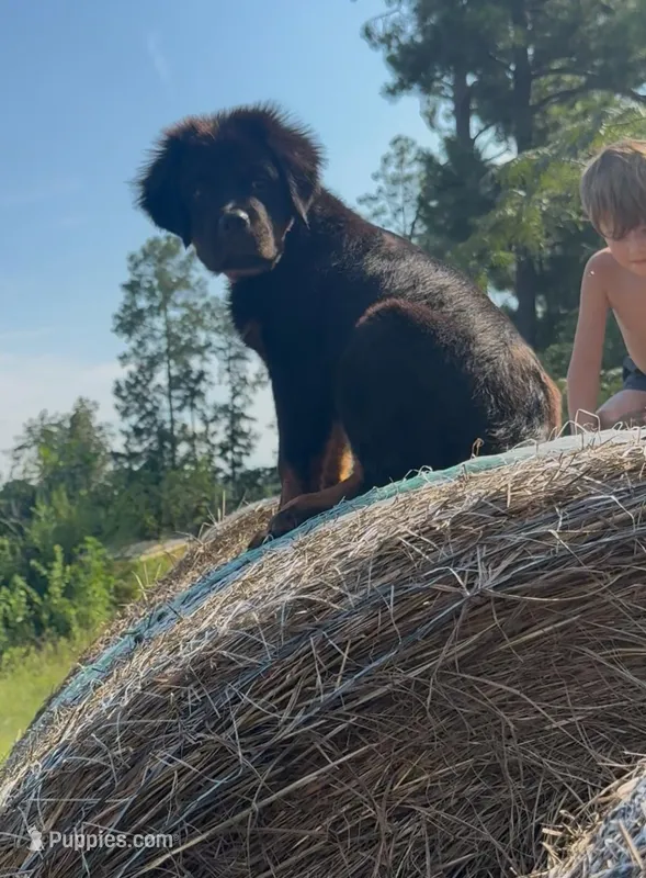 EVE, a female Rottweiler for sale in Colmesneil, TX – Photo 1 of 10