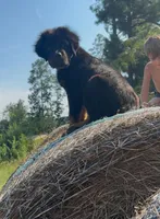 EVE, a female Rottweiler for sale in Colmesneil, TX – Photo 1 of 10