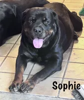 EVE, a female Rottweiler for sale in Colmesneil, TX – Photo 9 of 10