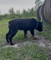 EVE, a female Rottweiler for sale in Colmesneil, TX – Photo 3 of 10