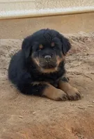 Orange female , a female Rottweiler for sale in Colmesneil, TX – Photo 7 of 8