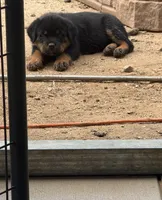 Orange female , a female Rottweiler for sale in Colmesneil, TX – Photo 8 of 8